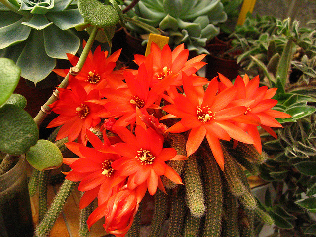Peanuts cactus